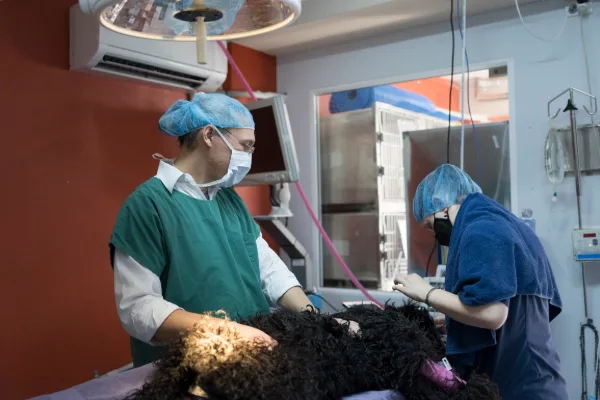 VETaround Dr Ari Ende in scrubs operating on poodle in animal hospital
