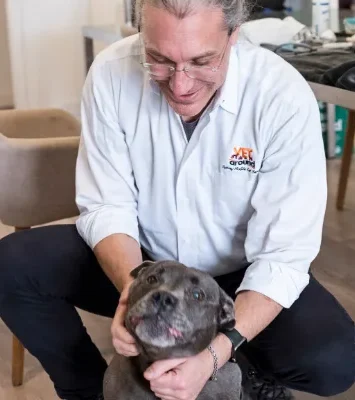 Sydney mobile vet Dr Ari Ende pats senior Stafforshire Bull Terrier