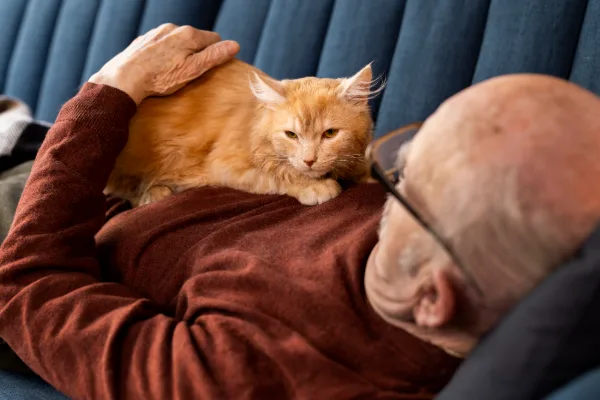 closeup of elderly cat laying on top of their owner on the couch