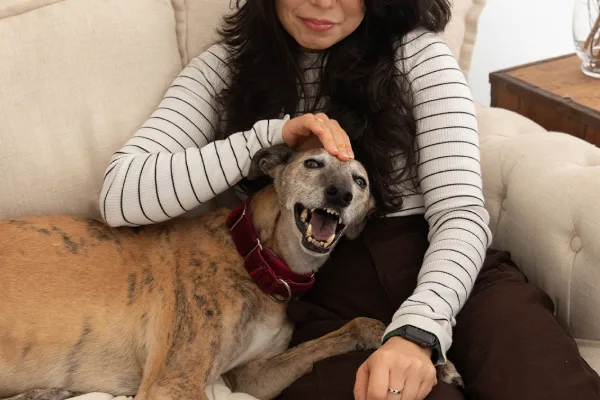anxious greyhound on home couch pants while owner comforts them