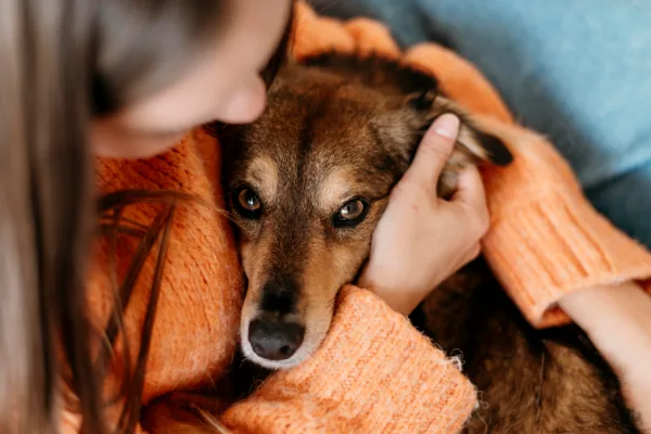 Closeup of woman hugging her senior dog while dog looks up at camera