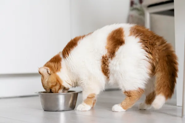 Senior Newtown cat eating in kitchen