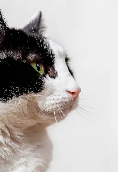 Senior cat profile