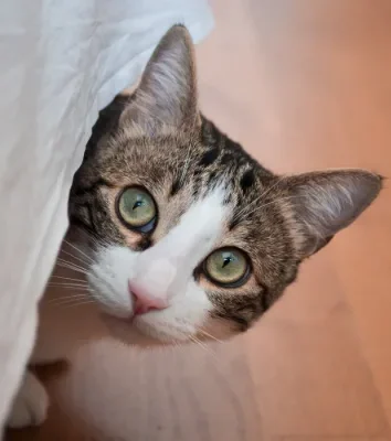 frightened tabby cat hiding under couch