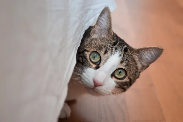 frightened tabby cat hiding under couch