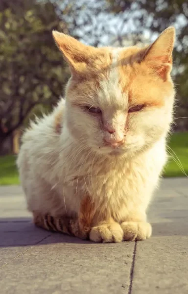 Elderly cat sitting in the sun in a Glebe backyard