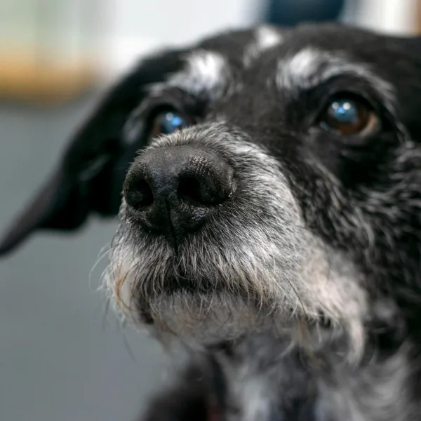 close up of older dog with cataracts snout.