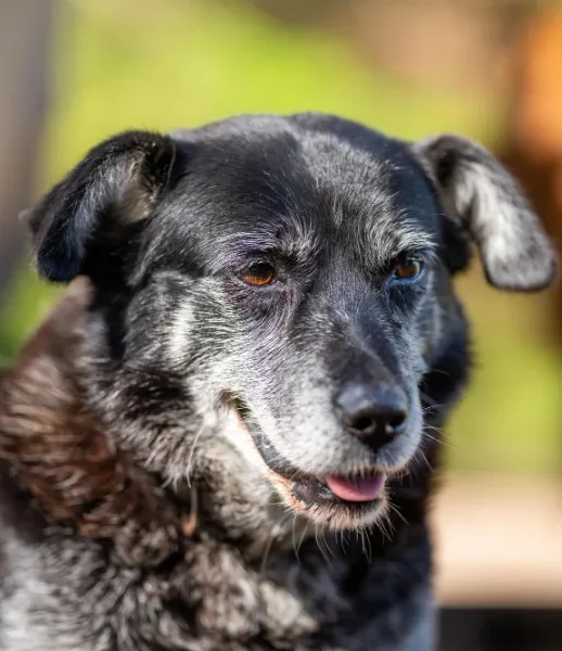 Portrait of senior dog with toileting issues in Sydney