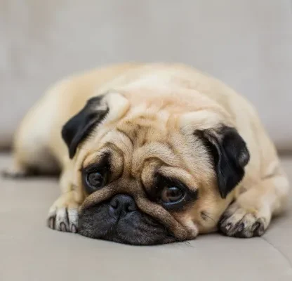 Pug lying on a sofa at home with a sad, droopy expression.