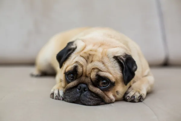 Pug lying on a sofa at home with a sad, droopy expression.